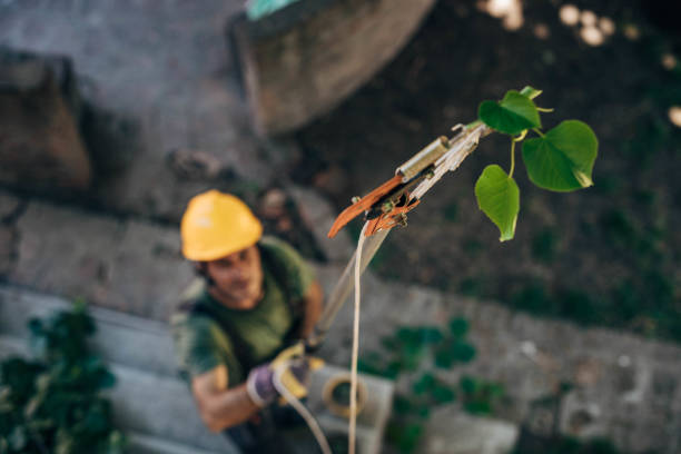 How Our Tree Care Process Works  in  Gulf Park Estates, MS